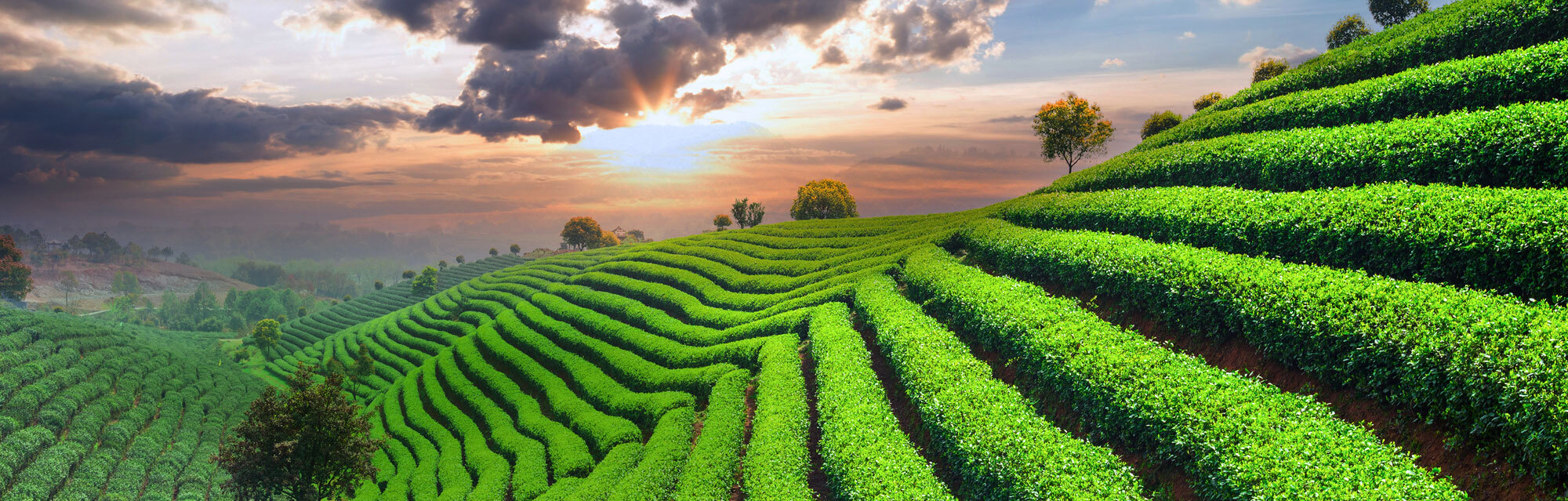 Tea-Plantations